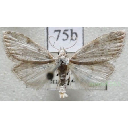 Nola confusalis (Herrich-Schäffer, 1847) Czech75b